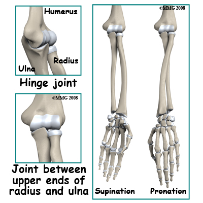 humerus bone anatomy. humerus (upper arm one)