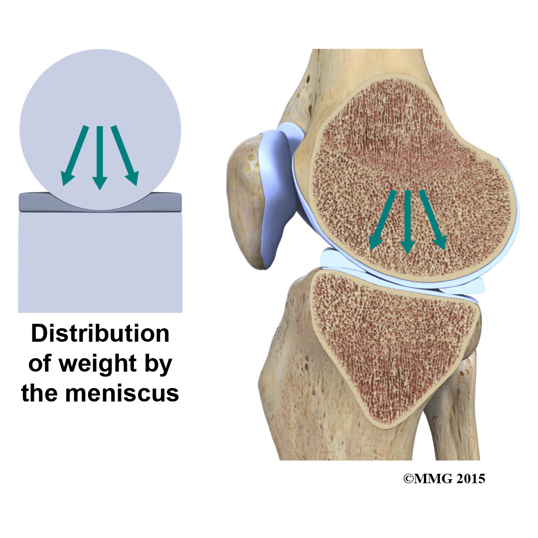 Distribution of Weight by Meniscus